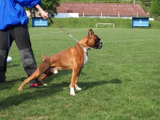 www.atibox.net * www.euroboxer.eu * www.boxergenealogia.eu